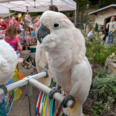 Bild vergr&ouml;&szlig;ern: 2025-09-21 Heimatnaturgartenfest